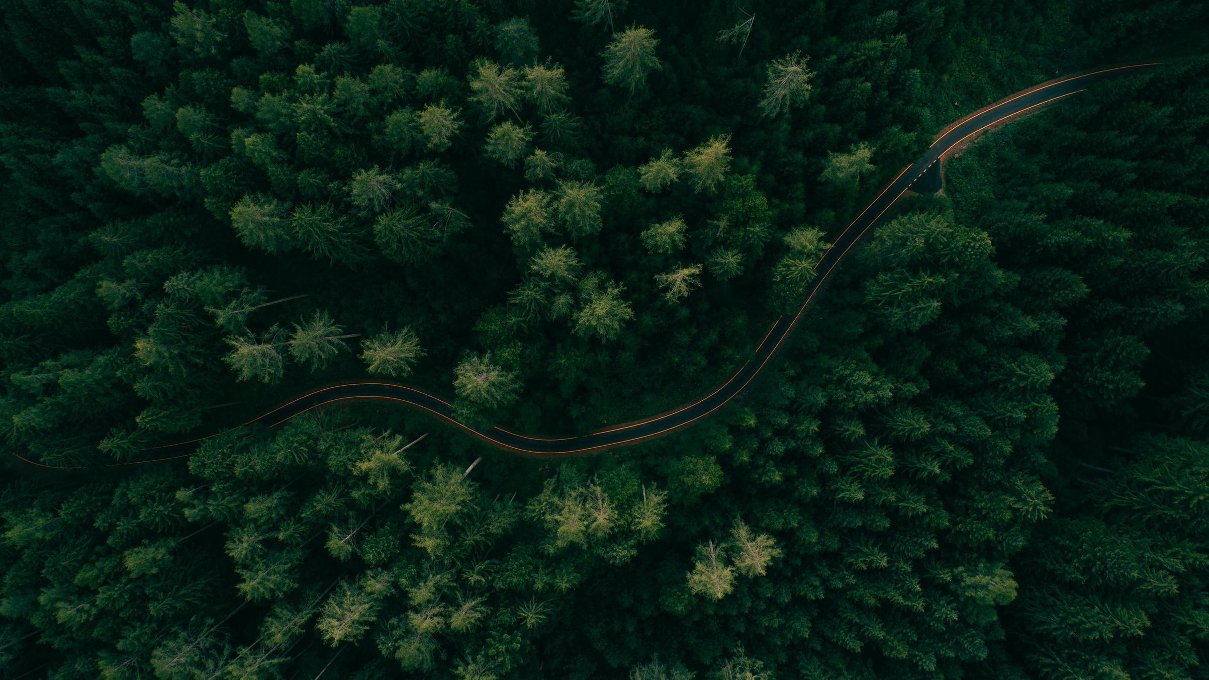 A winding road through a dense forest